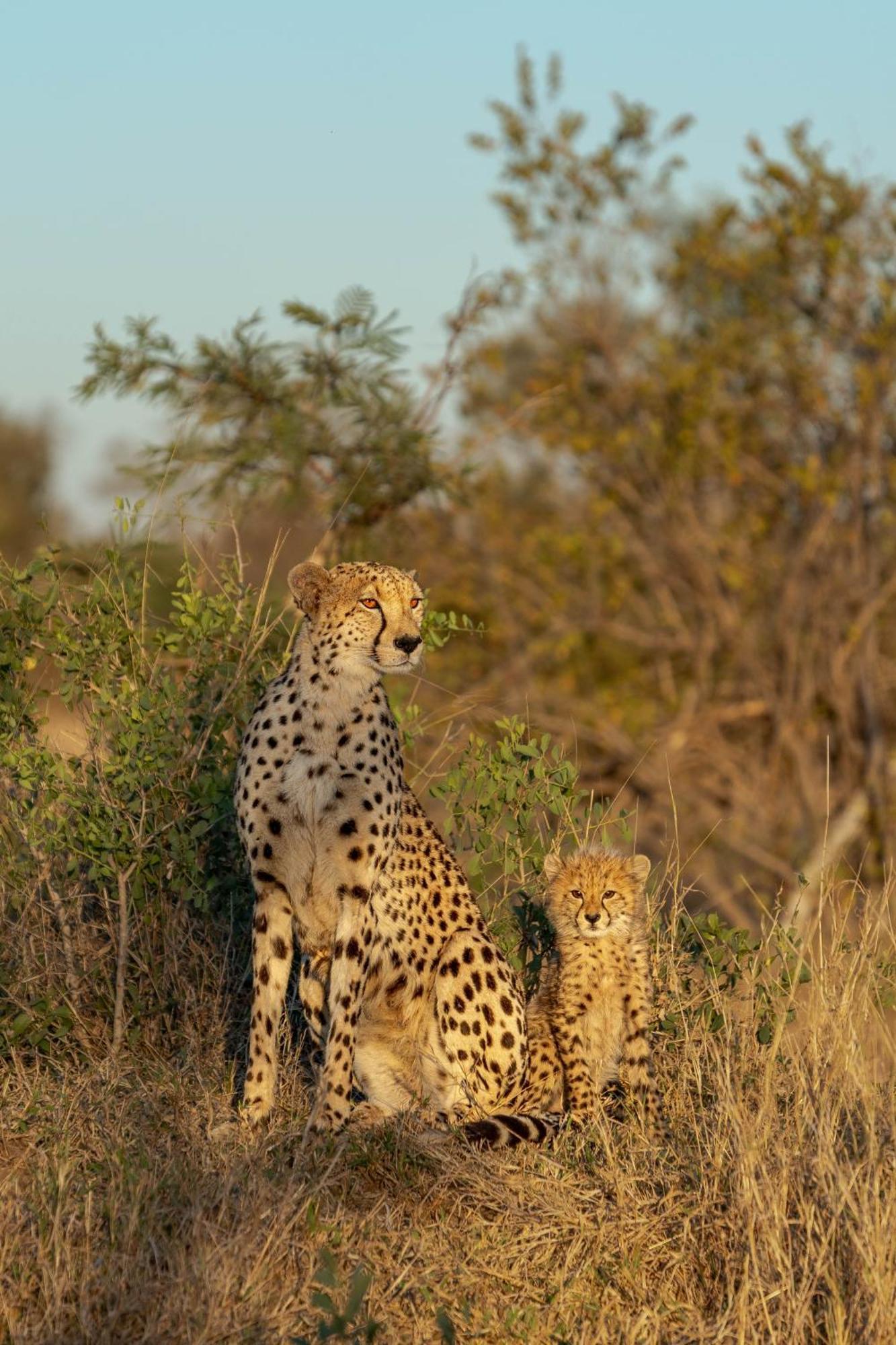Ndzhaka Tented Camp محمية مانيليتي للطرائد المظهر الخارجي الصورة
