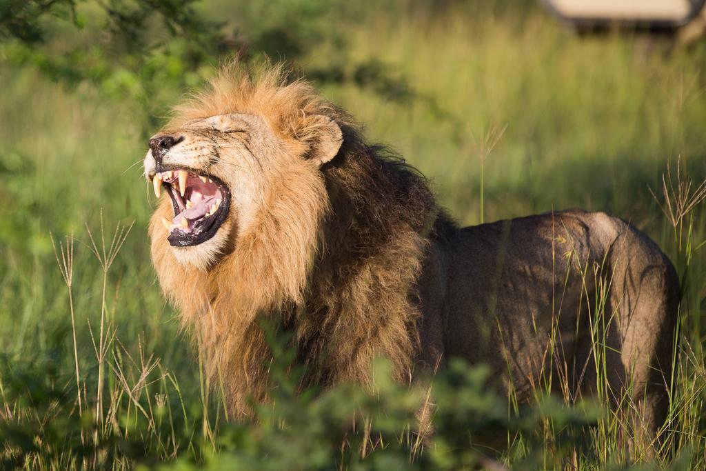Ndzhaka Tented Camp محمية مانيليتي للطرائد المظهر الخارجي الصورة